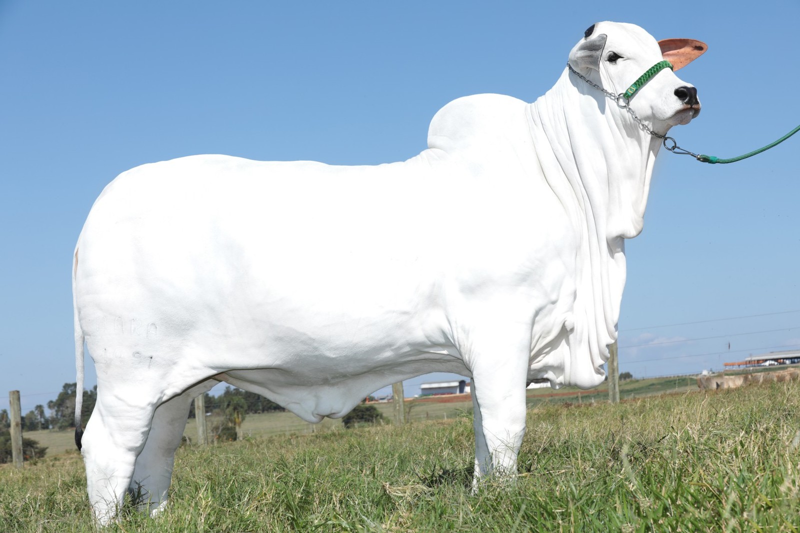 A vaca mais cara do mundo — Foto: Divulgação