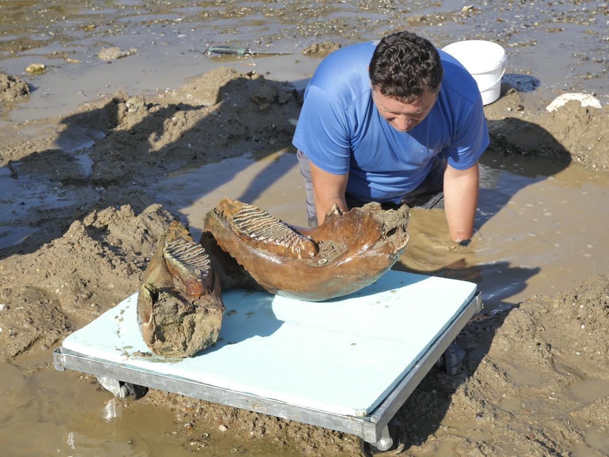 Bulgarie : Le Bas Niveau du Danube Révèle des Ossements de Mammouth Laineux