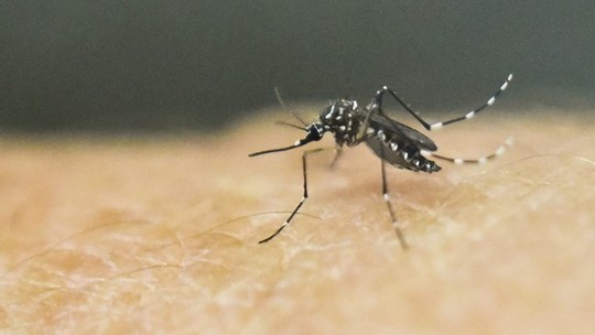 Cientistas identificam na Ásia Aedes aegypti super-resistente a inseticidas