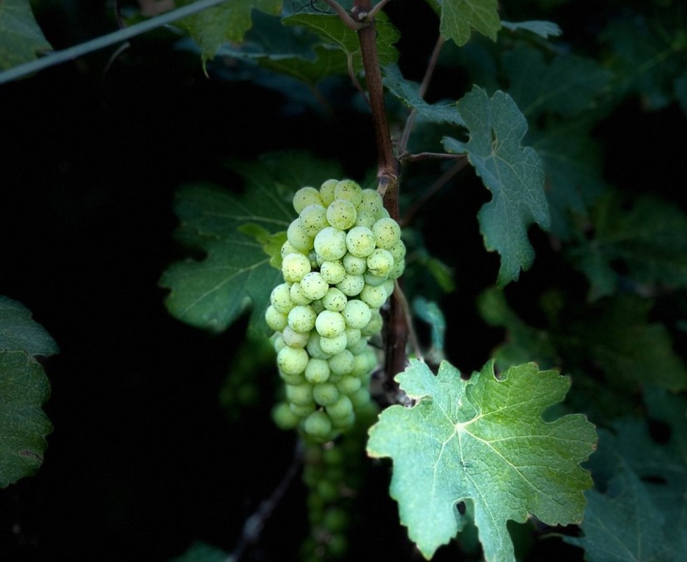 A vin&iacute;cola Inconfid&ecirc;ncia: vinhos fluminenses &mdash; Foto: Reprodu&ccedil;&atilde;o
