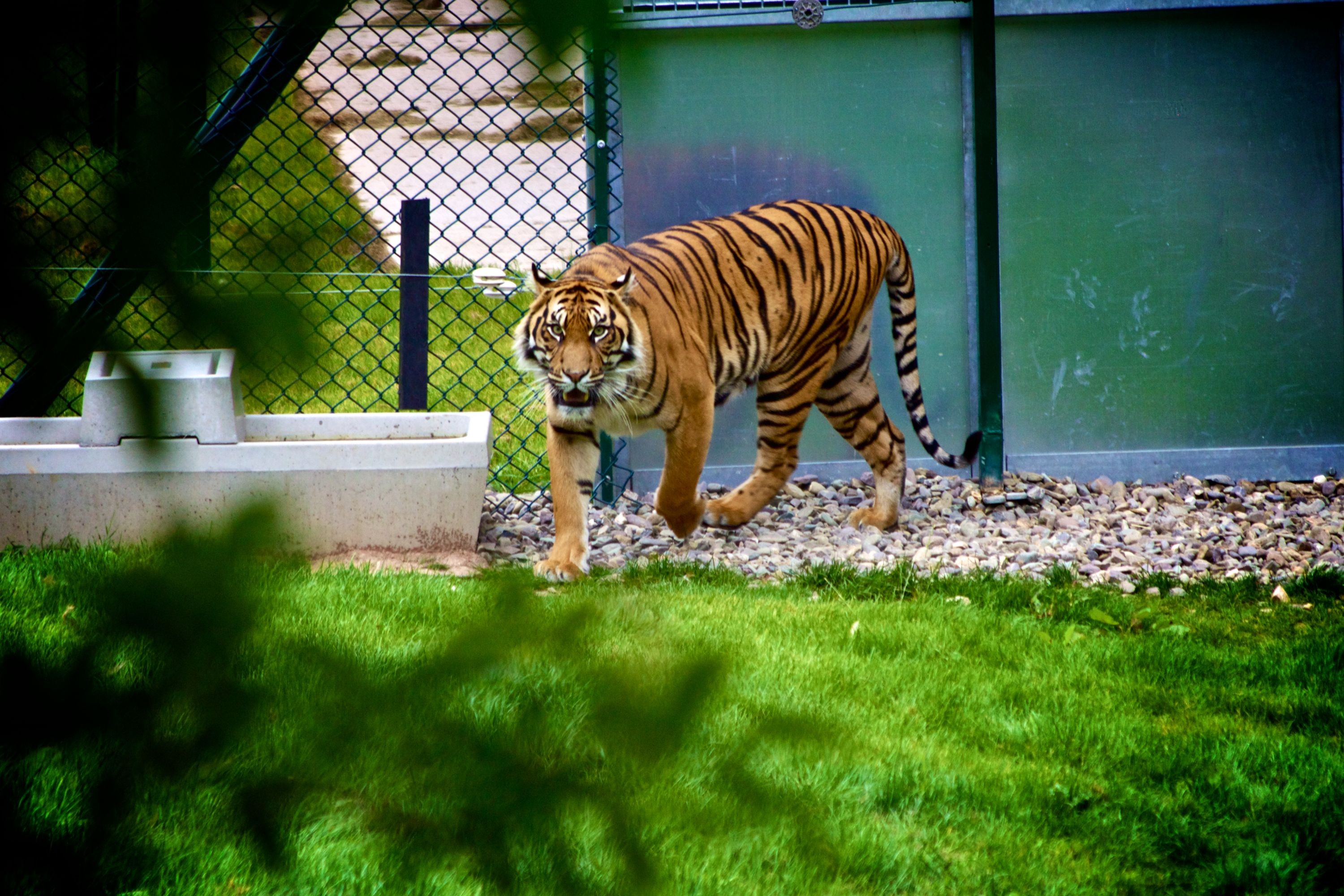 Zoológico afirma que não sacrificará tigre que matou visitante na Inglaterra: 'Ele está seguro e bem'