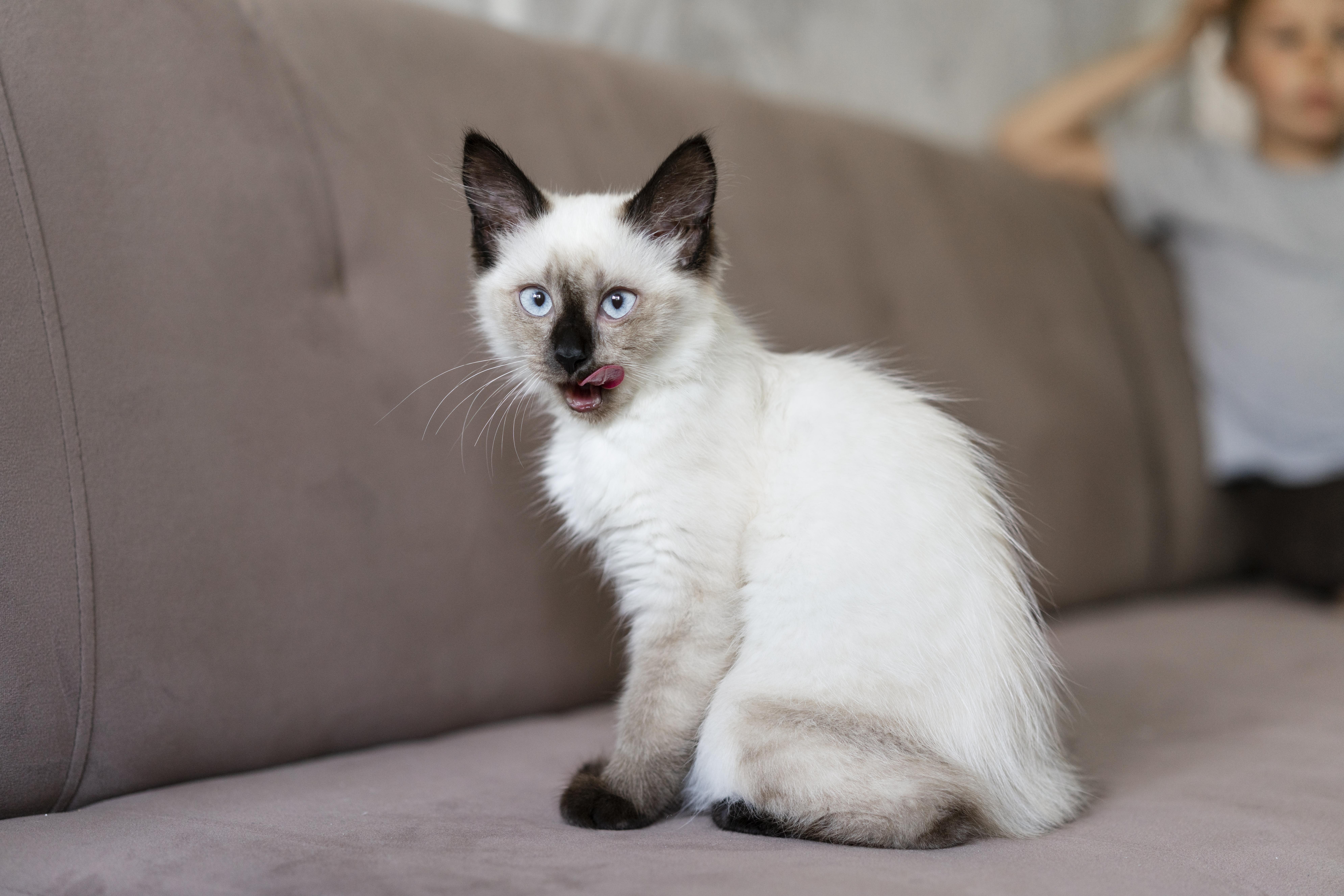 Quais são as raças de gatos mais sociáveis? Veja o que diz a