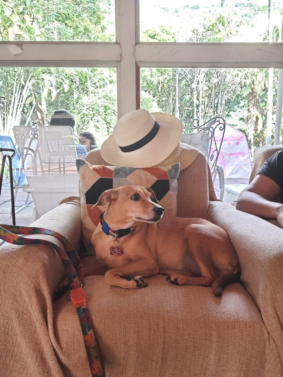 Cães cariocas ganham destaque em meio à 'guerra do