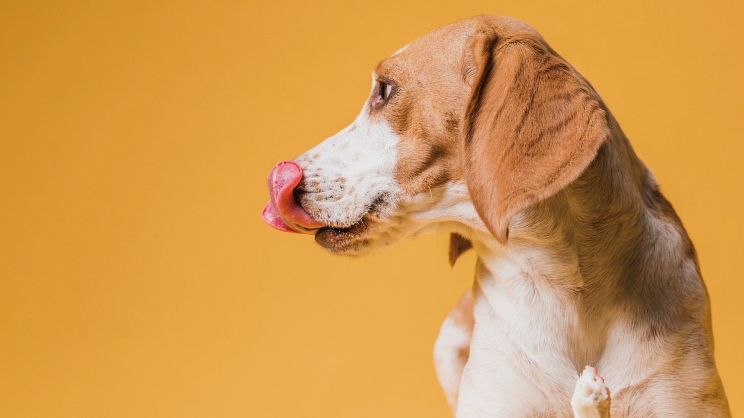 Páscoa: por que chocolate pode ser perigoso para cães