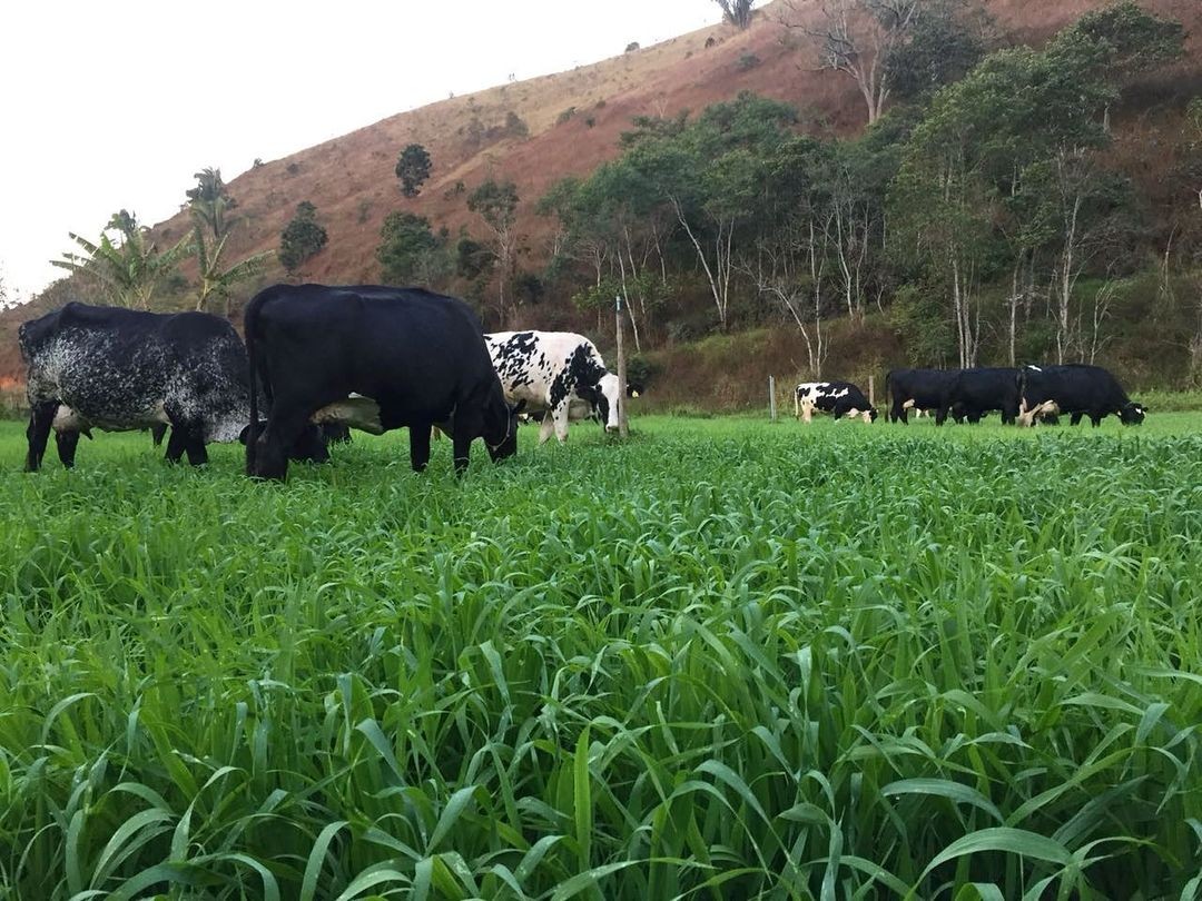 A fazenda emprega uma alimentação livre de produtos químicos para os animais. De acordo com as redes sociais da fazemda, os animais ficam "livres, leves e soltos" e "se alimentam apenas com orgânicos, não tomam antibióticos e nem hormônios". — Foto: Reprodução/Redes sociais