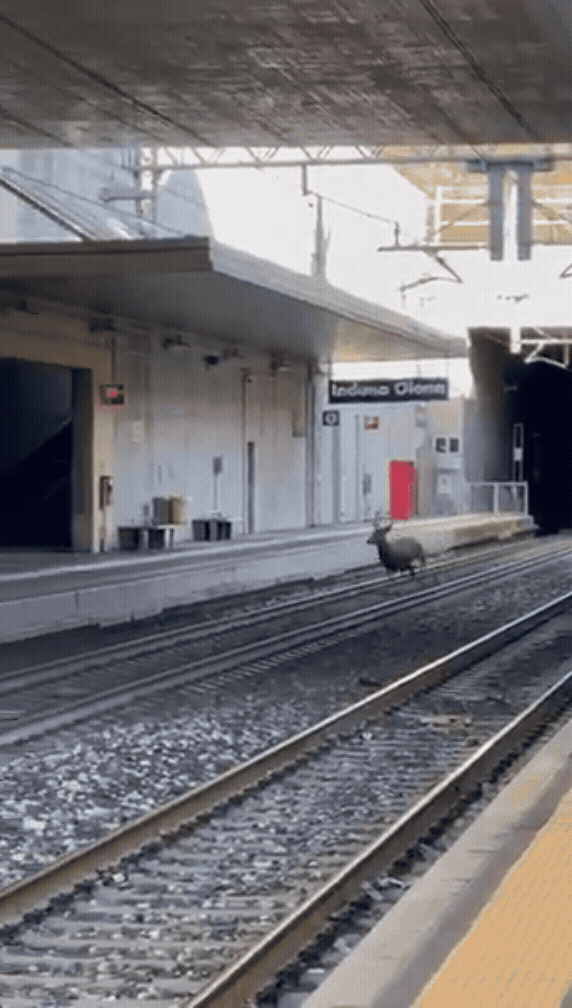 Veado invade esta&ccedil;&atilde;o de trem na It&aacute;lia e assusta passageiros; v&iacute;deo