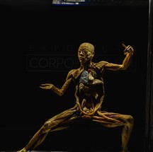 Exposição "Corpo Humano", no Via Parque — Foto: Divulgação