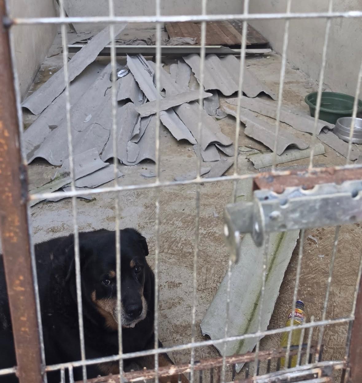 Após ventania no Rio, ONG perde telhado e deixa 100 cães desabrigados em Itaguaí: 'Perdemos tudo'