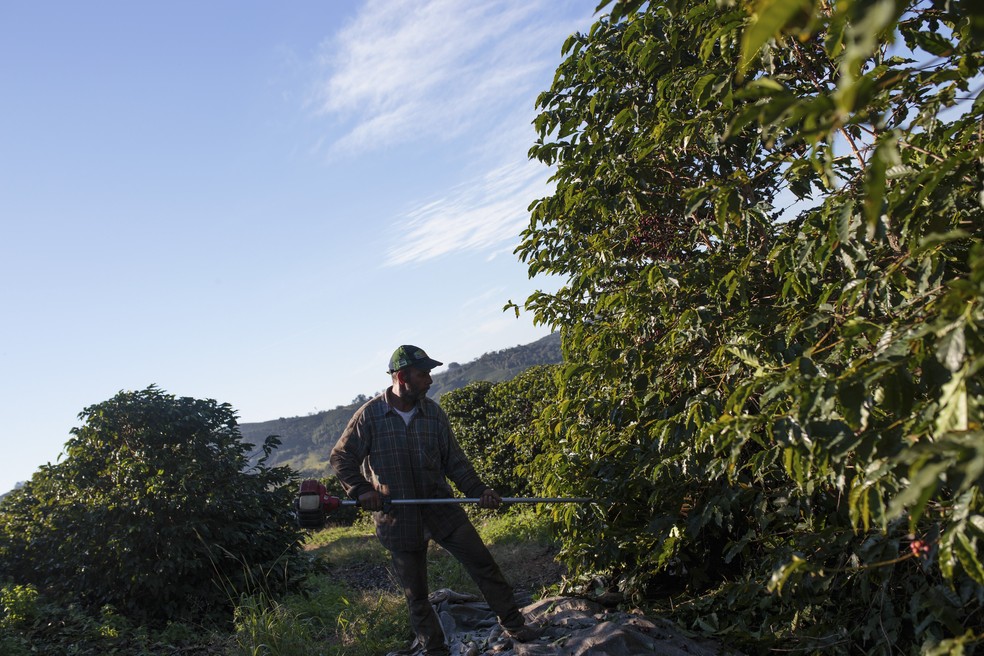 Um trabalhador colhe grãos de café em uma plantação no estado de Minas Gerais — Foto: Patricia Monteiro/Bloomberg