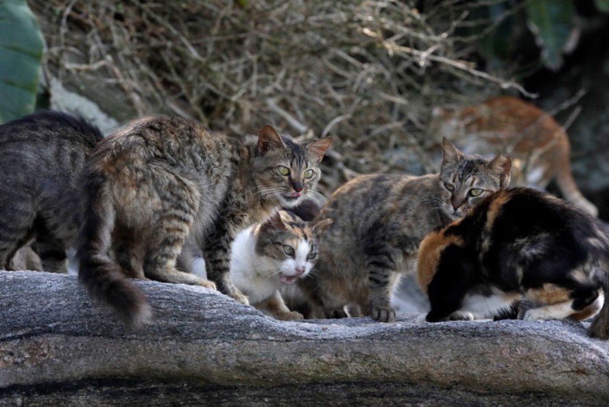 Ilha Furtada, na Costa Verde, foi rebatizada de 'Ilha dos gatos', após abandono de felinos que perdura por décadas