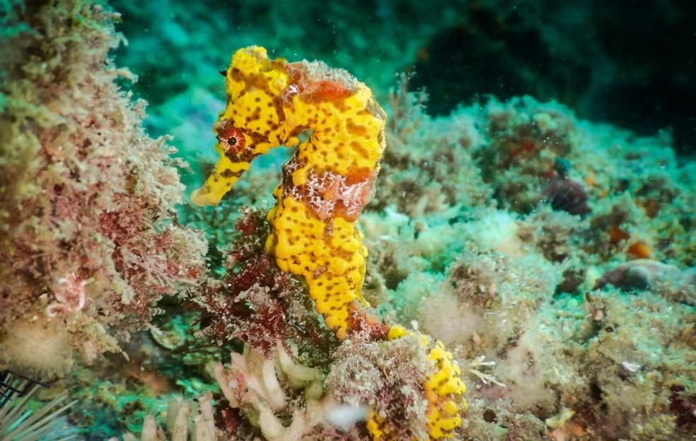 Cavalo-marinho-de-focinho-curto, uma das espécies encontradas nas ilhas de Peças e Palmas — Foto: Divulgação/Augusto Machado