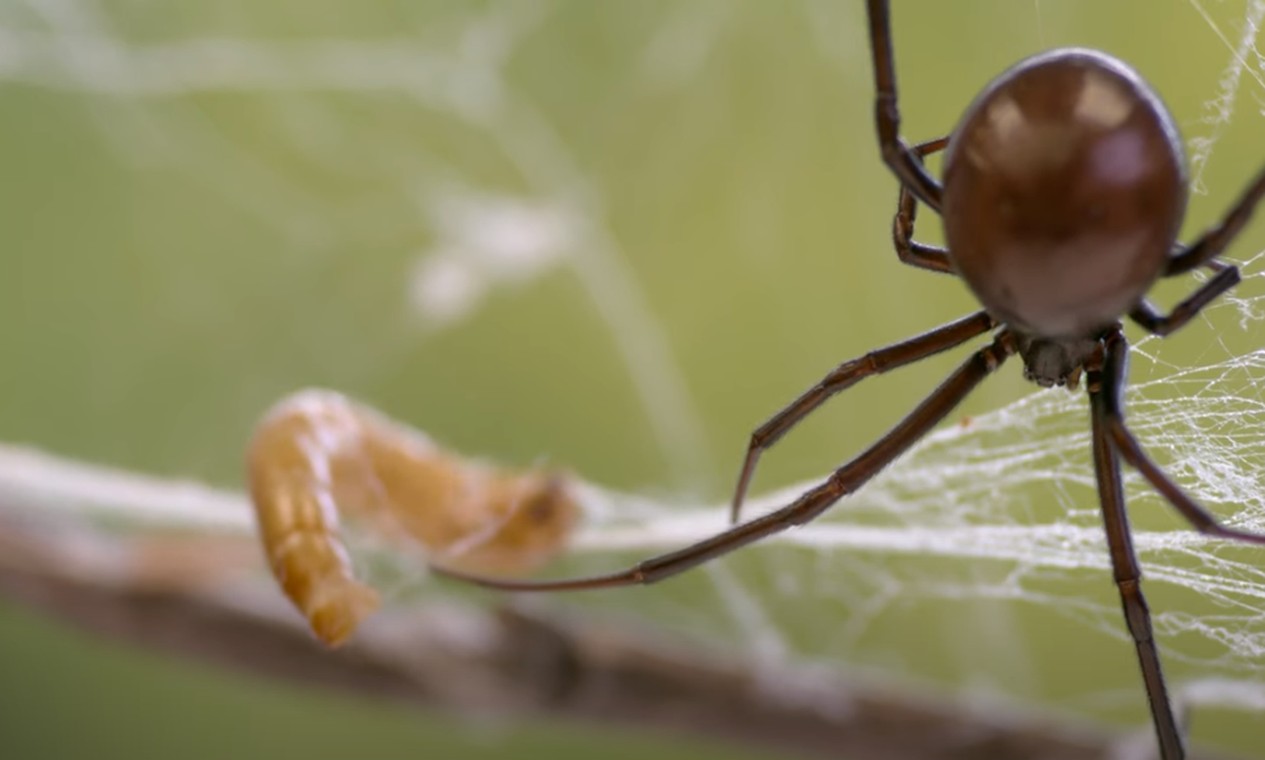 Mais de mil aranhas venenosas são apreendidas em operação na França