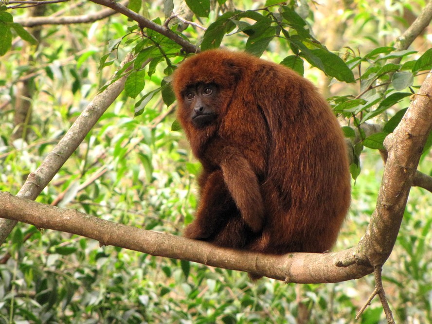 O macaco bugio-ruivo na natureza: animais criado em cativeiro serão doados para Argentina repovoar floresta