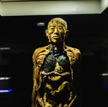 Exposição "Corpo Humano", no Via Parque — Foto: Divulgação