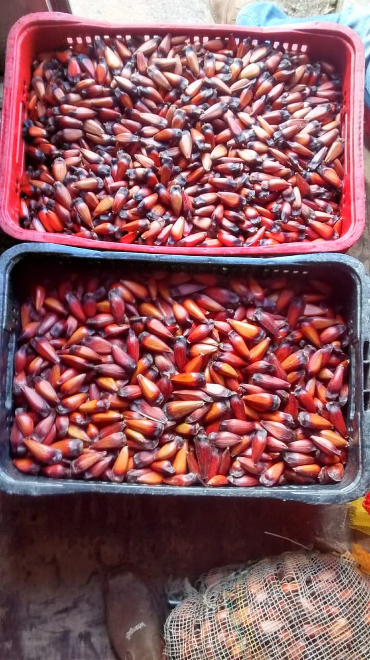 Pinhão começa a ganhar mercado internacional