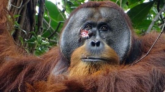 Pela primeira vez, cientistas observam orangotango tratando ferida com planta medicinal