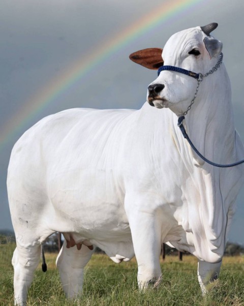 Vaca nelore goiana avaliada em R$ 21 milhões tem recorde no Guinness como a fêmea bovina mais cara do mundo — Foto: Divulgação