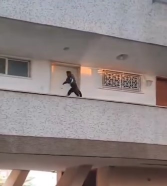 Macaco-prego é flagrado "roubando" bolo de apartamento na Zona Sul do Rio; veja vídeo