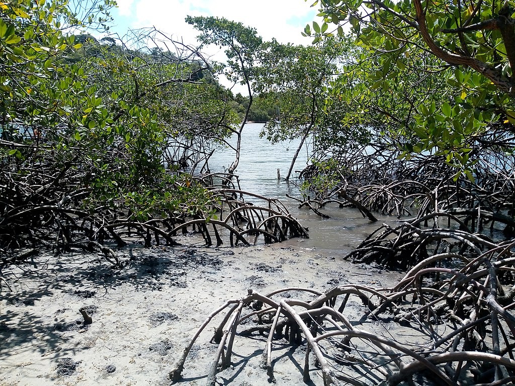 Brasil patina na recuperação de mangues, vitais para absorver dióxido de carbono