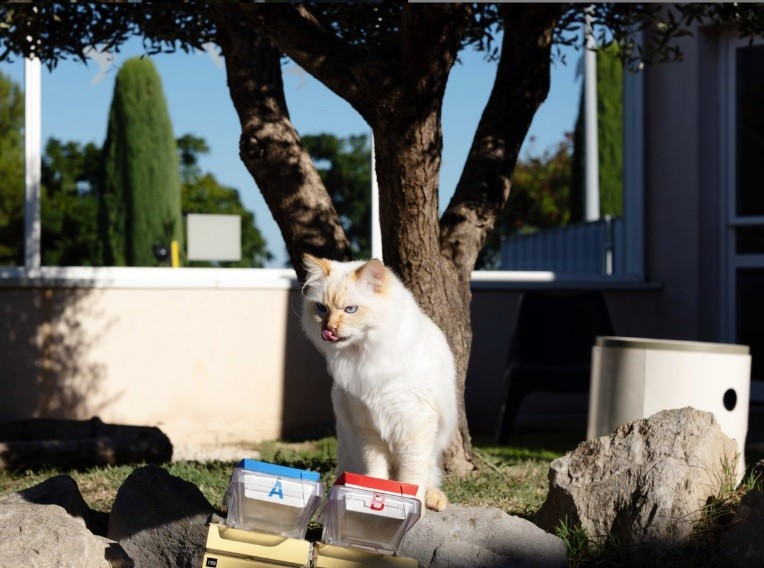 A que nível chegamos no business para pets: time de provadores de rações e petiscos têm quatro patas e paladares exigentes