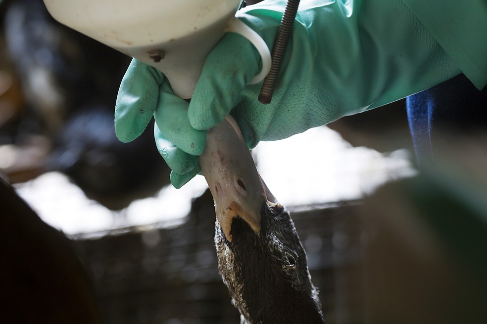 Pato recebe alimentação forçada para a produção de foie gras na Hudson Valley Farms, em Ferndale, Nova York, EUA, em 15 de julho de 2012 — Foto: Victor J. Blue / Bloomberg Finance