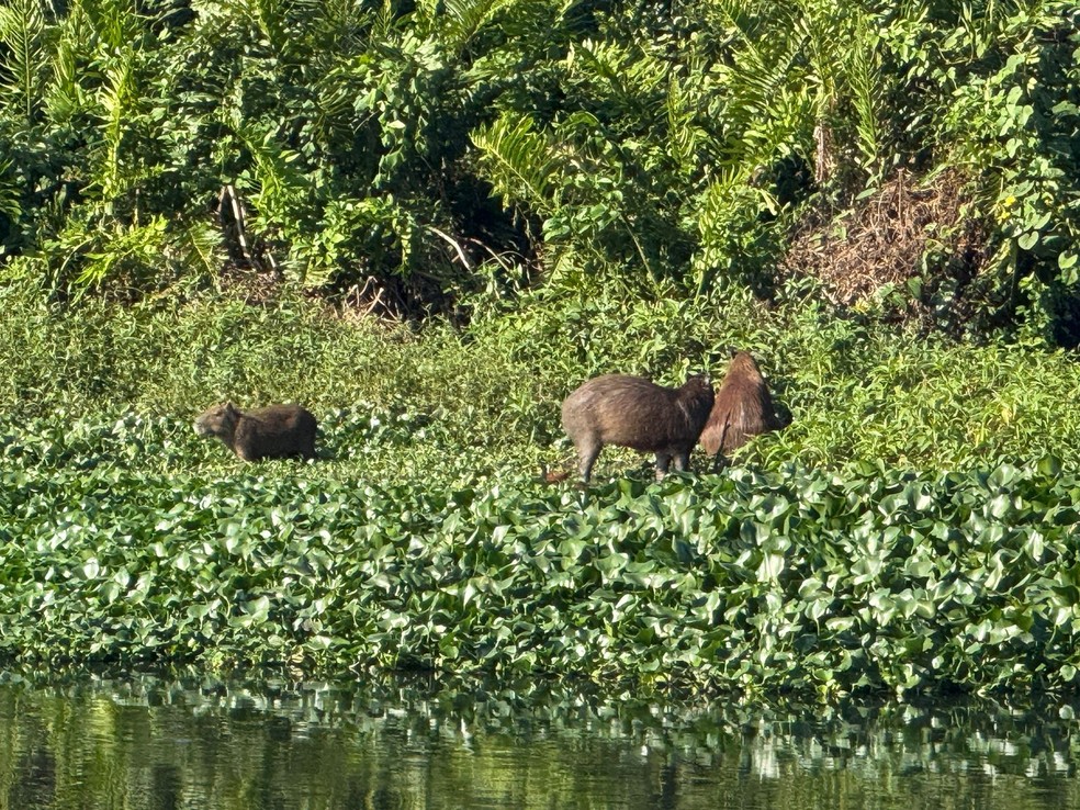 Capivaras no Parque Perilagunar do Camorim — Foto: Divulgação