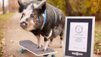 Norbert, o porco (EUA) — o porquinho de 150 libras percorreu 10 metros em 11,32 segundos sobre um skate, batendo o recorde de “porco mais rápido em um skate”. Ele viralizou nas redes sociais com a legenda: “Sou oficialmente o porco mais rápido em um skate e estou no Guinness 2026!” — Foto:  Divulgação/Guinness World Records