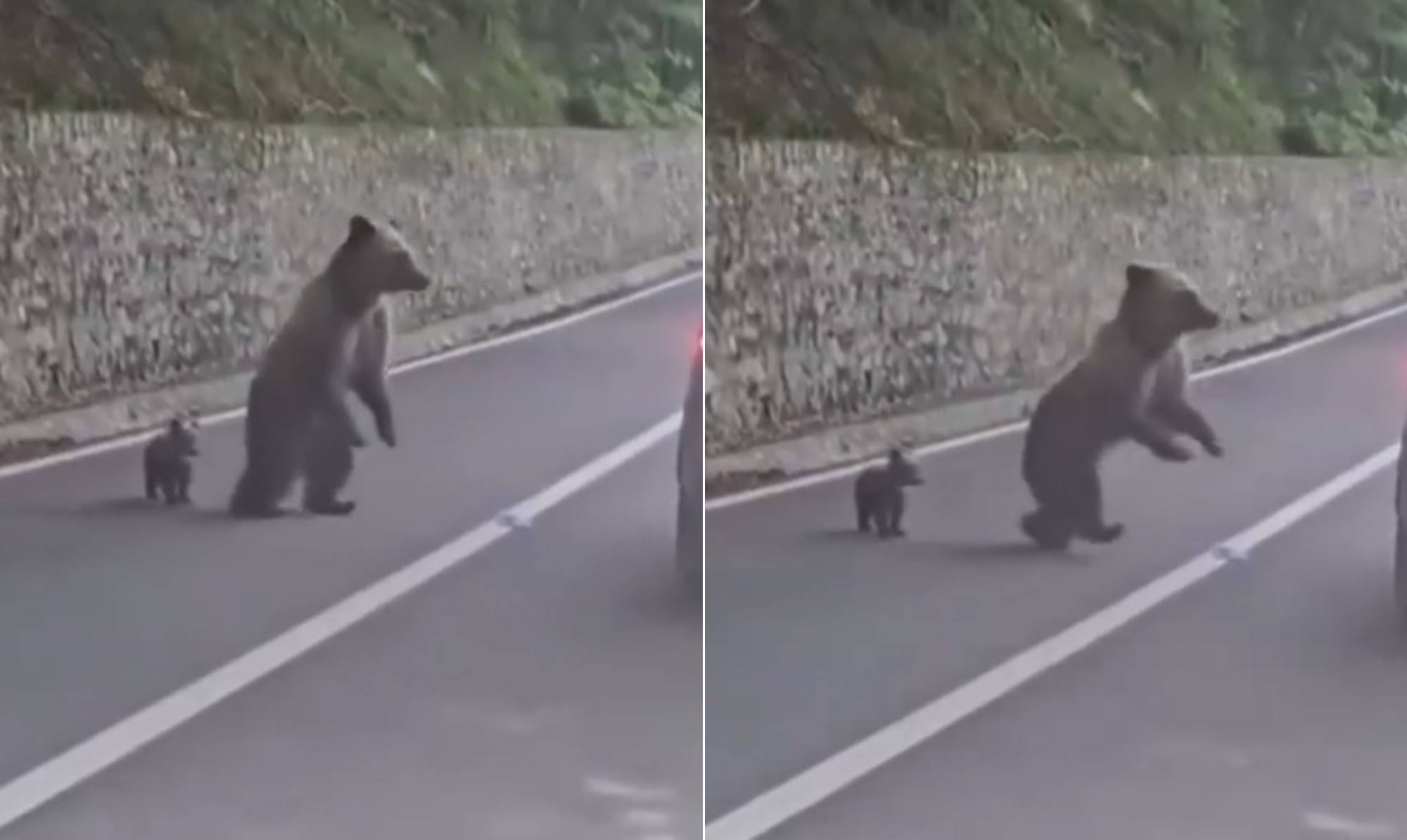Turista tenta alimentar filhote de urso e é atacado pela mãe