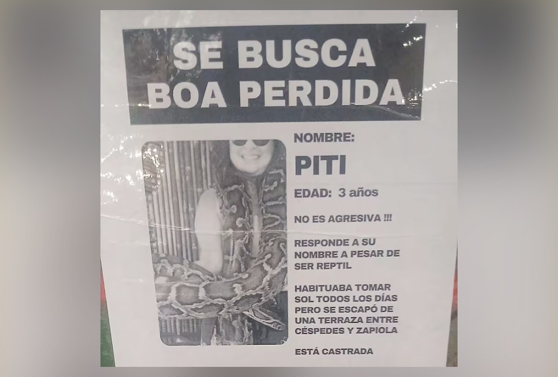 Fuga de jiboia em bairro residencial de Buenos Aires é divulgada em cartazes, e história tem reviravolta