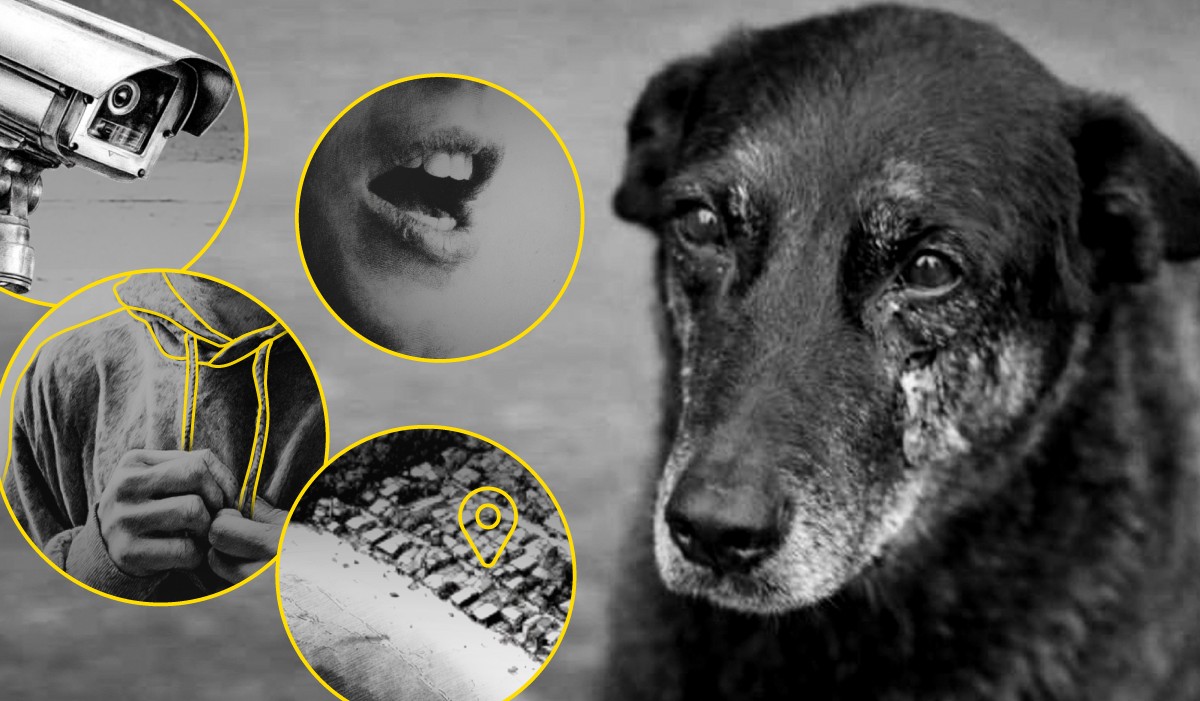 De agress&atilde;o a desfecho policial, infogr&aacute;fico detalha caso do c&atilde;o Orelha; veja