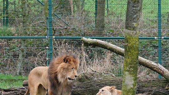 Leão arranca garganta de leoa durante momento de adaptação em zoológico na Bélgica; entenda