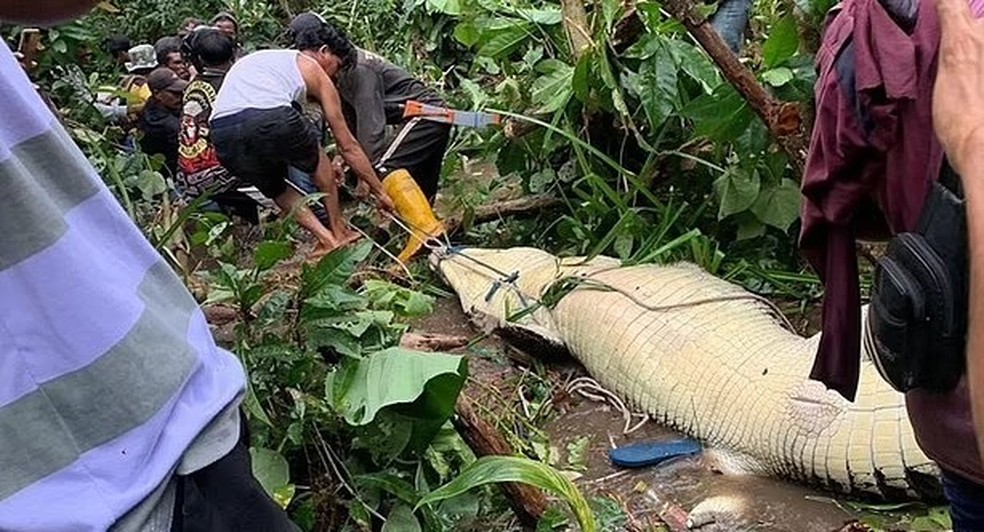 Mulher foi atacada por crocodilo depois de passar a manhã procurando por mariscos — Foto: Reprodução