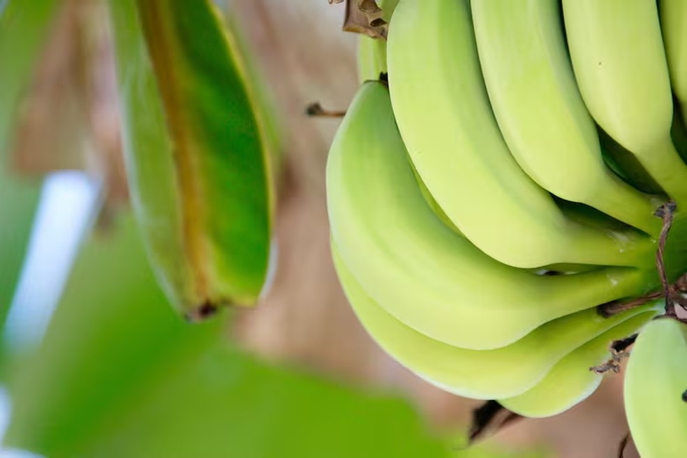 As bananas podem ajudar a controlar o apetite e evitar beliscões entre as refeições à noite — Foto: PIXABAY
