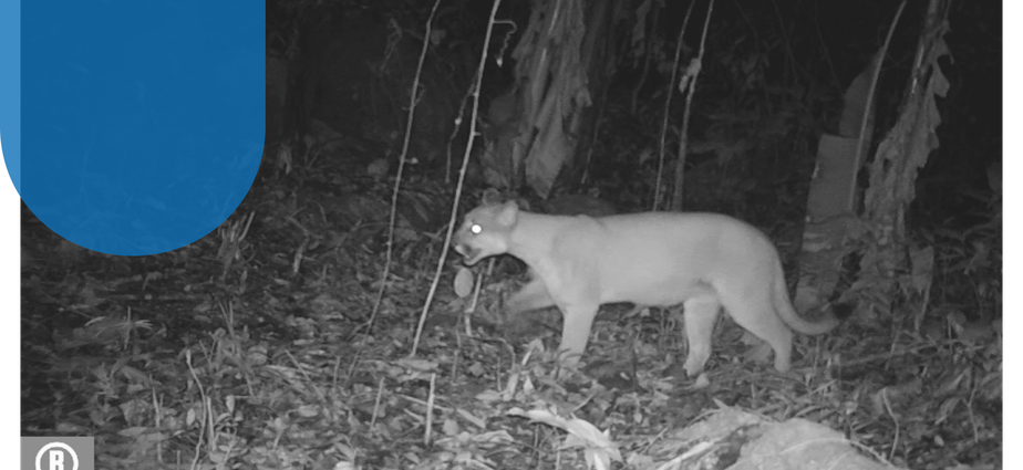 Armadilha filma puma caminhando em parque de SC; veja vídeo