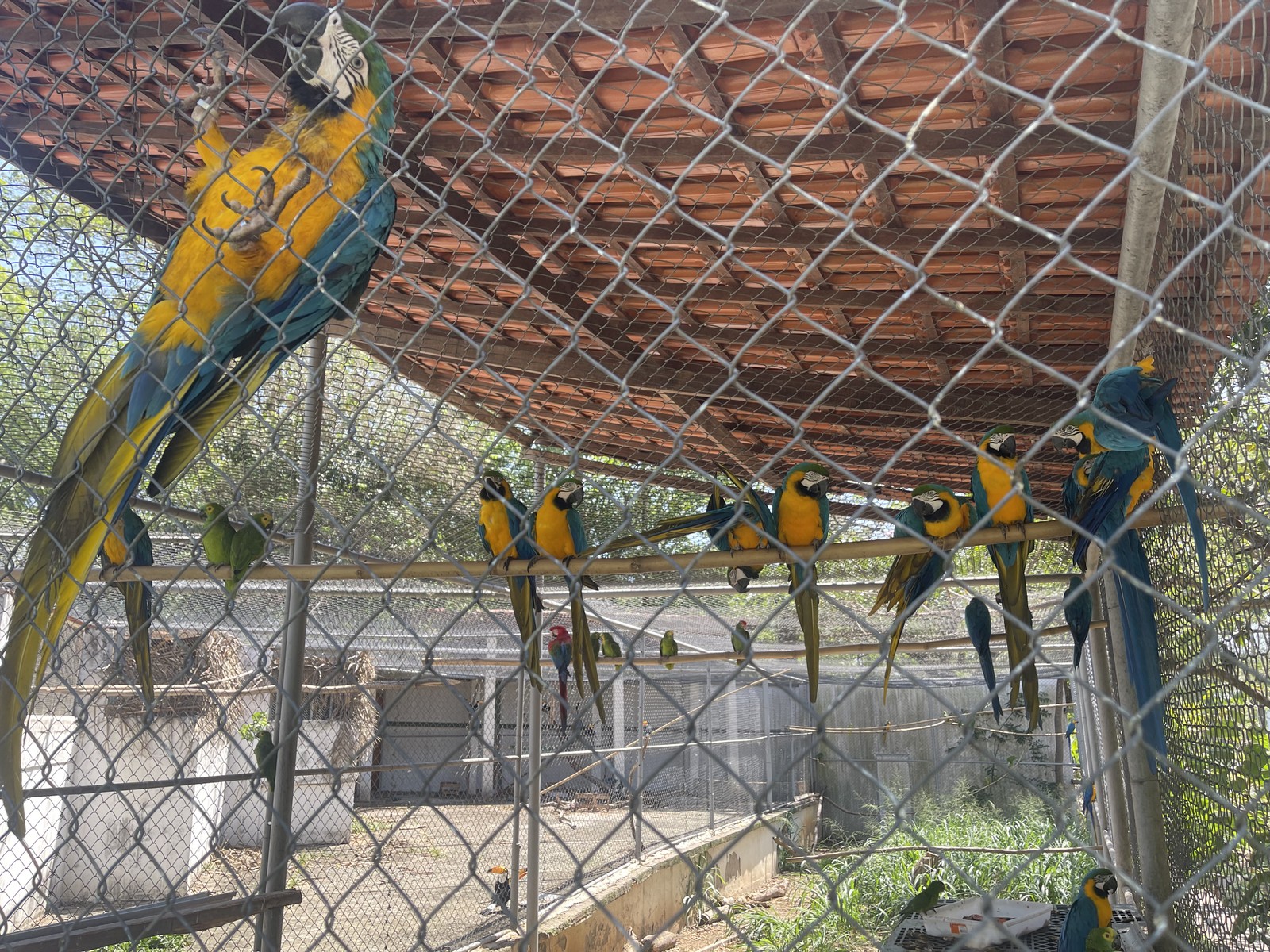 Único centro de triagem de animais silvestres no Rio, em Seropédica, está fechado após surto de tuberculose em macacos. O lugar já não recebia animais do estado do Rio devido a problemas judiciais com o Inea. Agora, a situação se agrava — Foto: Pedro Henrique Antunes / Ibama-RJ