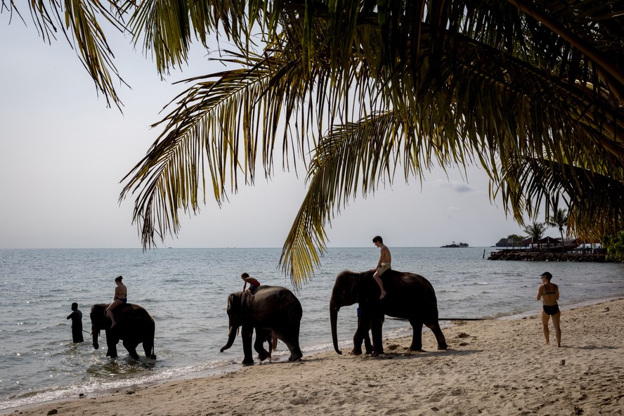 Elefante mata turista espanhola em santuário na Tailândia