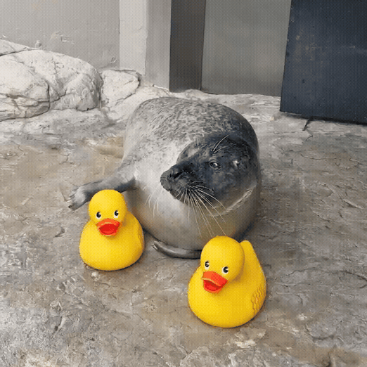 Foca usa patinhos de borracha em treinamento em aquário dos EUA e vira sensação nas redes sociais