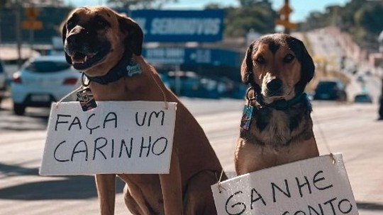 'Frentiscães': Cachorros frentistas trocam carinho por desconto em posto de gasolina de SP