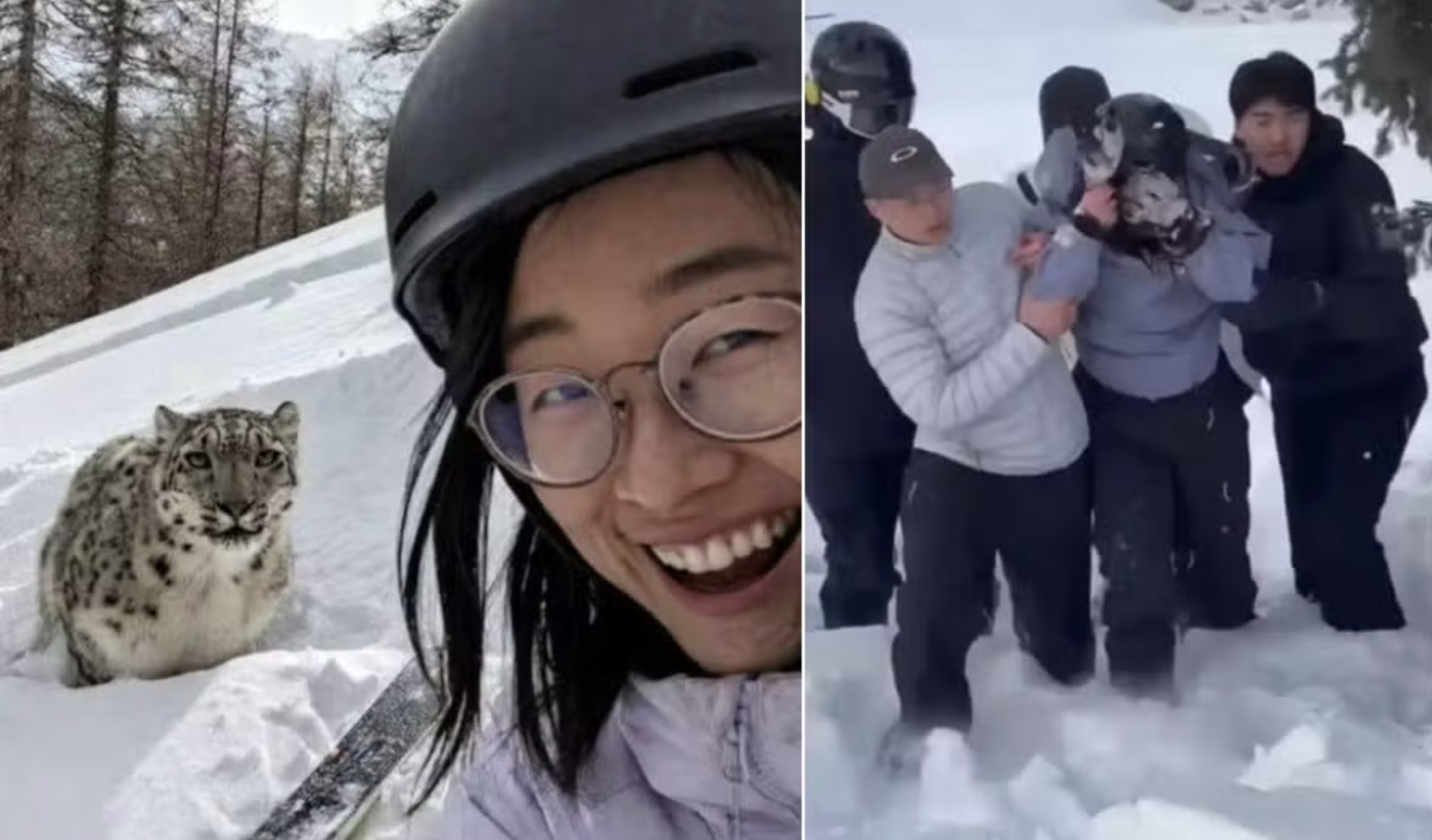 Mulher atacada por leopardo-da-neve na China ignorou aviso das autoridades locais; v&iacute;deo