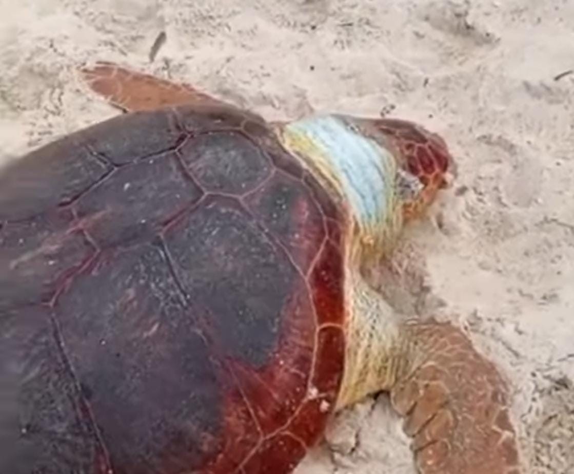 Terceira tartaruga é encontrada morta em menos de um mês na Prainha; vídeo