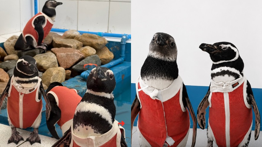 Pinguins feridos usam trajes de cobre durante reabilitação no Chile; entenda como funciona - QTU Questões do Universo