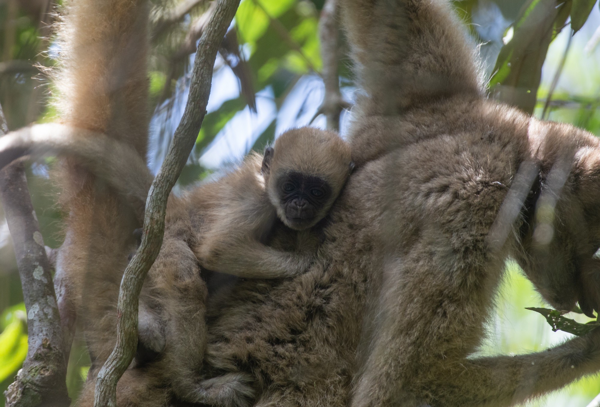 Filhote de muriqui-do-norte nasce na Mata do Sossego em Minas Gerais