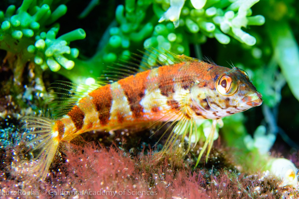 Malacoctenus lianae, espécie endêmica brasileira — Foto: Divulgação / Luiz A. Rocha