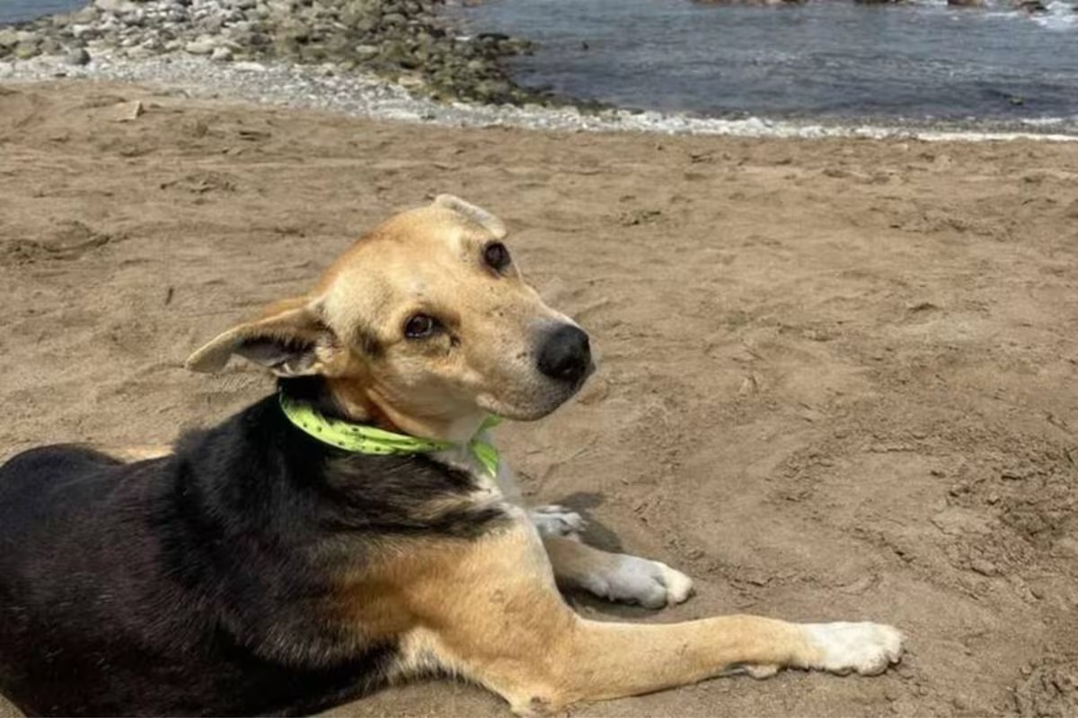 Vaguito, o ‘Hachiko peruano’: cão espera pelo dono todos os dias na praia onde ele desapareceu