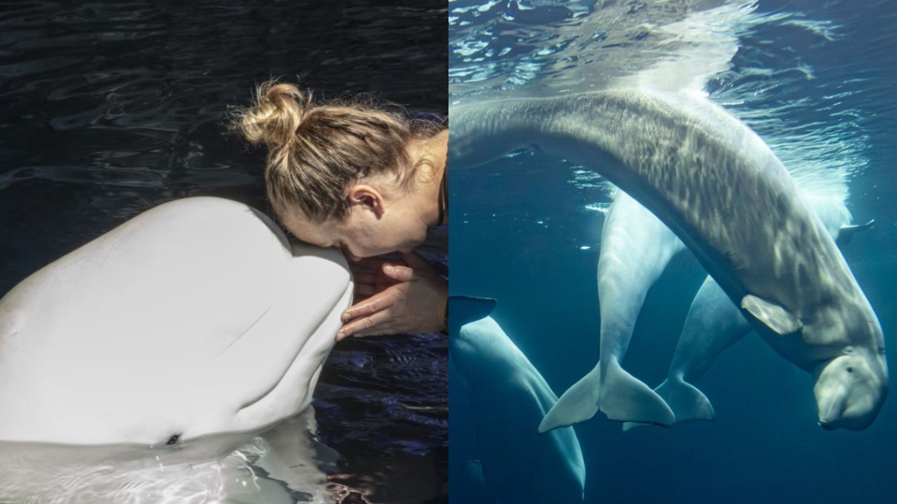 Duas baleias-beluga morrem em aquário de Chicago; três animais já morreram em uma semana - Foto