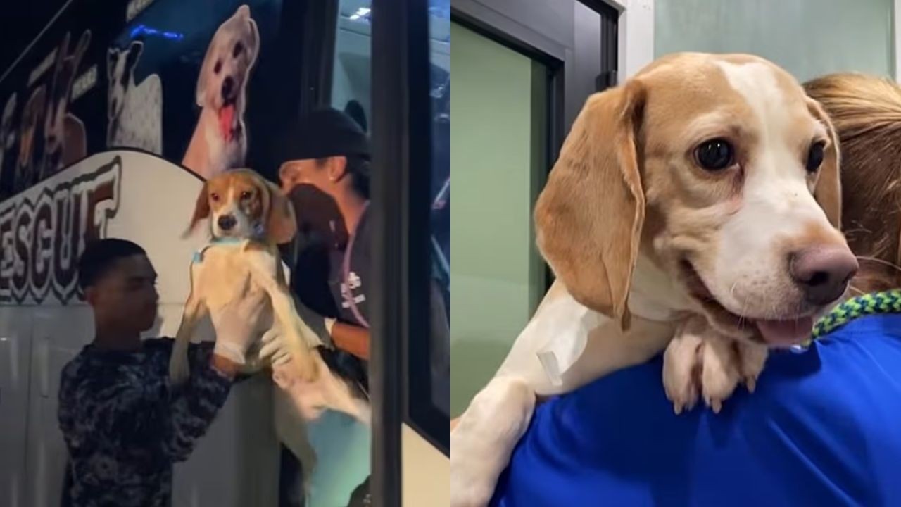 Após denúncias de maus-tratos, 300 beagles resgatados de laboratório nos EUA serão colocados para adoção; vídeo