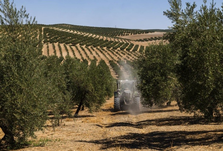 Um pomar de oliveiras na região de Sierra de Cazorla, na província de Jaén: a seca devastou dezenas de safras em toda a Europa, mas entre as mais atingidas está a safra de azeitona da Espanha, que produz metade da produção mundial azeite — Foto: Emilio Parra Doiztua/The New York Times