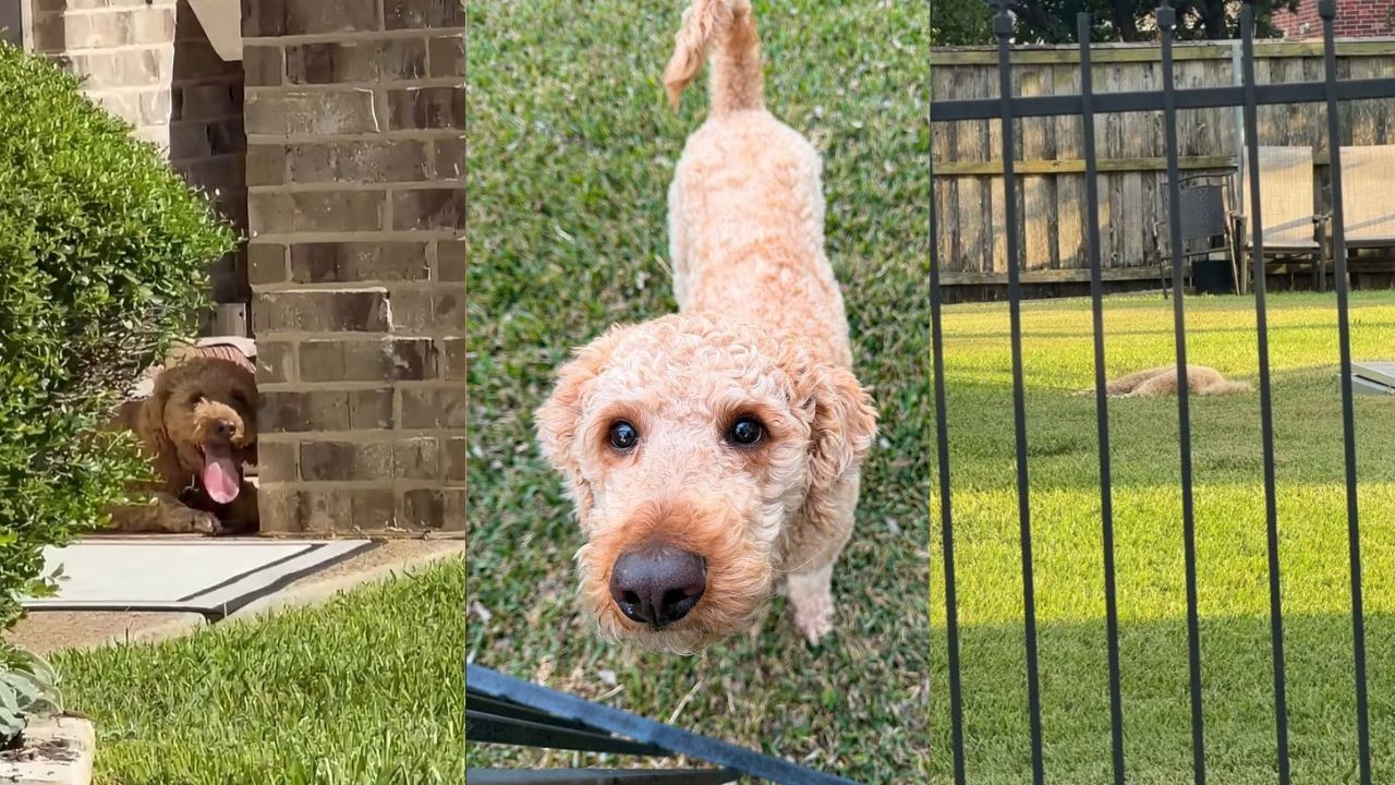 Cachorro morre de calor após ser mantido amarrado sob o sol nos EUA; vizinha tentou ajudar: ‘Implorei para salvá-lo’ - QTU Questões do Universo
