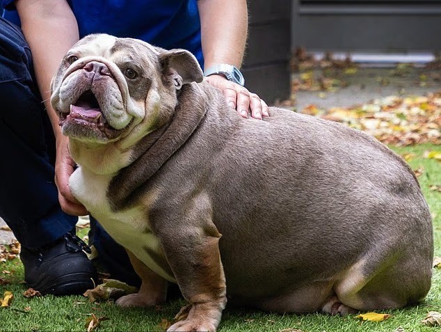 Cadela resgatada que pesava 32,5 kg e mal conseguia andar perde 9 kg, e é adotada no Reino Unido