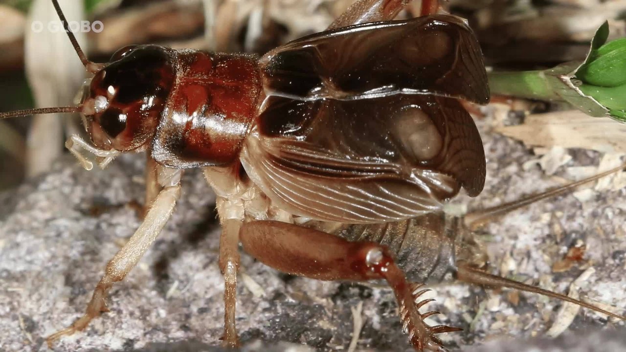 Condições do tempo contribuem para que cariocas convivam com sons de esperanças, grilos e rãs em pleno território urbano